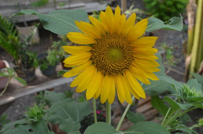 Close-up of sunflower