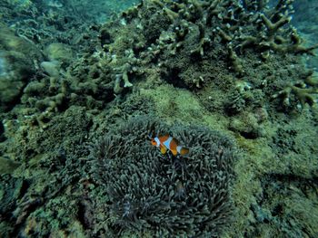 View of fish swimming in sea