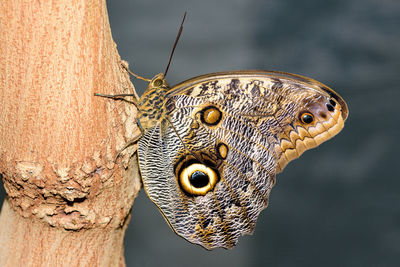 Close-up of butterfly