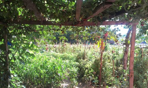 Trees growing in forest