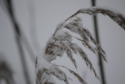 Low angle view of plants against sky during winter