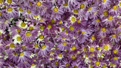 Full frame shot of purple flowering plants