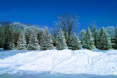 Pine trees on snow covered land against blue sky