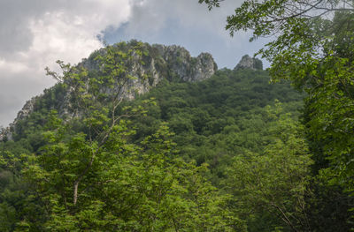 Low angle view of trees on mountain against sky