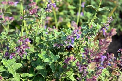 Bee pollinating on purple flowering plants