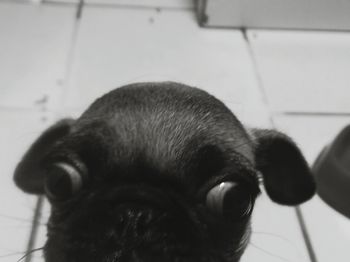 Close-up portrait of dog