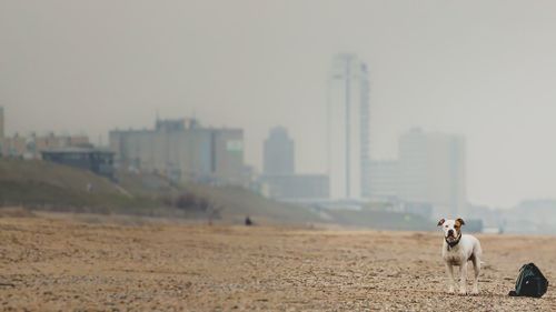 American pit bull terrier standing on beach in foggy weather