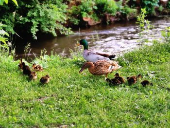 Ducks in a grass