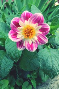 Close-up of pink flower