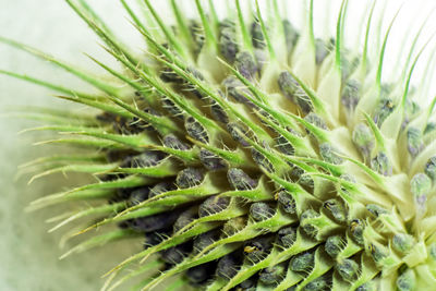Close-up of fresh green plant