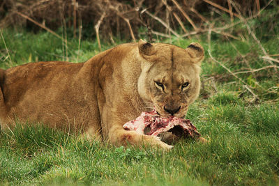 Tiger on grass