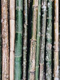 Full frame shot of bamboo tree trunk