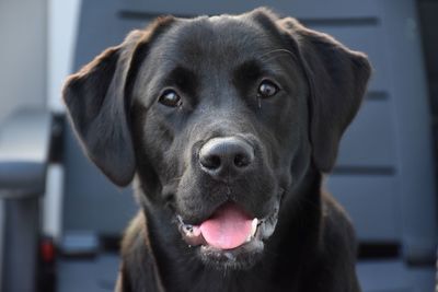 Close-up portrait of dog