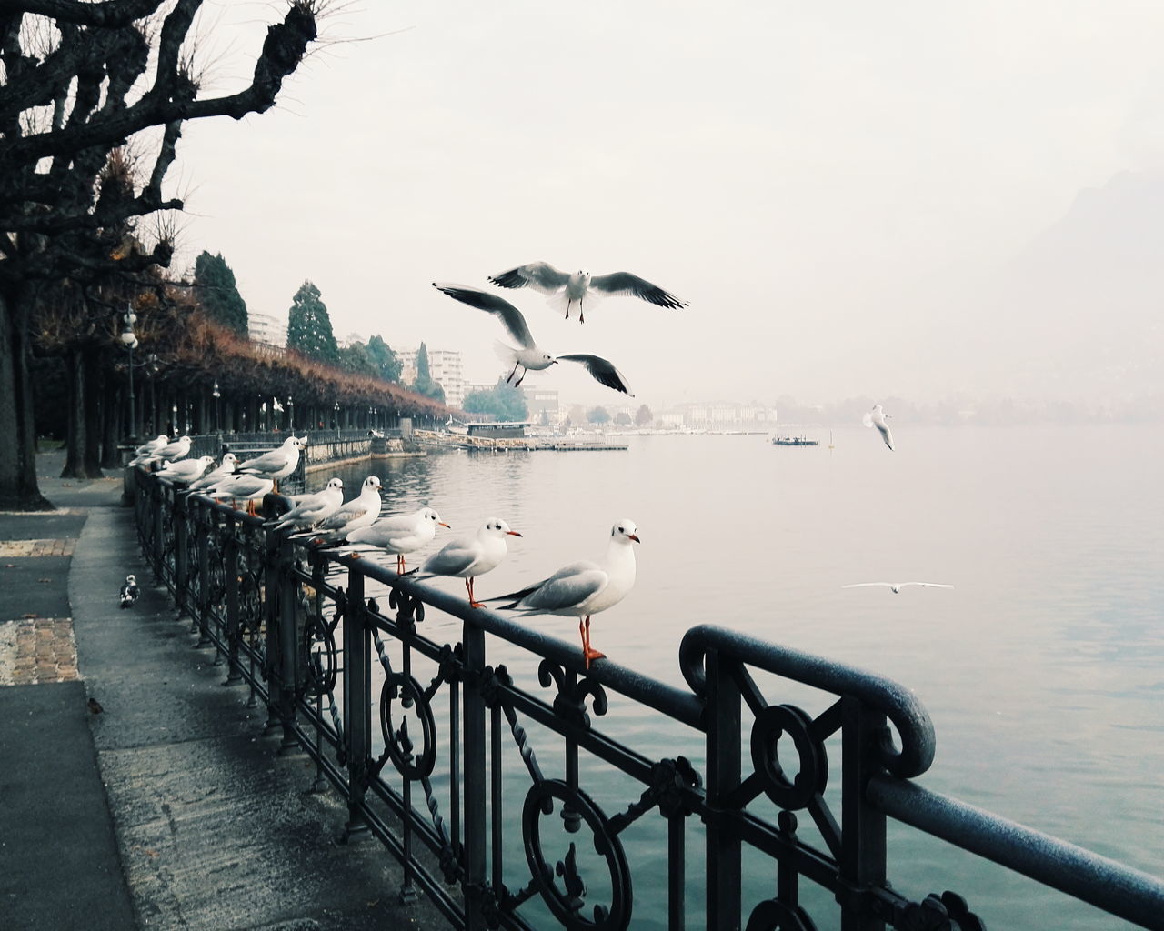 SEAGULLS ON RAILING AGAINST SEA