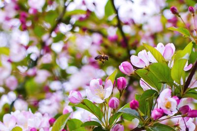 Close-up of bee pollinating on fresh pink flowers