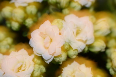 Close-up of white roses