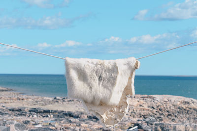 Close-up of fur hanging on clothesline by sea against sky