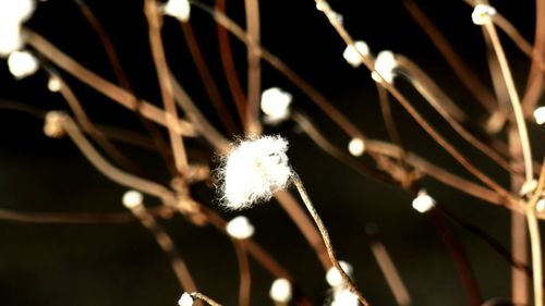 Close-up of illuminated flower