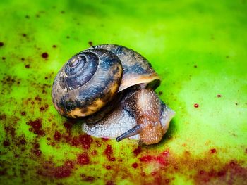 Close-up of snail