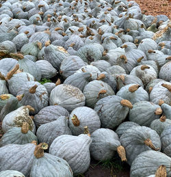 Full frame shot of onions for sale at market