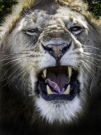 Close-up portrait of angry lion