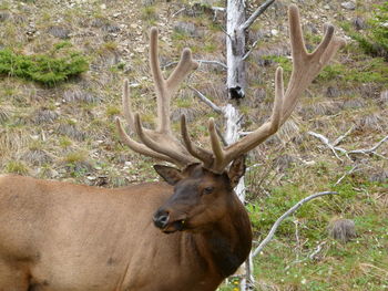 Deer on tree