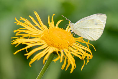 Close-up of butterfly pollinating on yellow flower