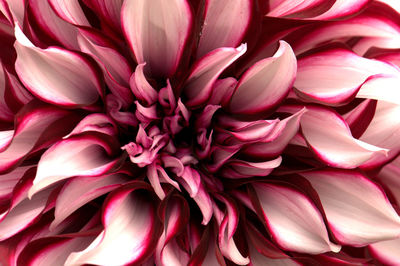 Full frame shot of pink dahlia