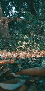 Surface level of leaves on tree trunk in forest