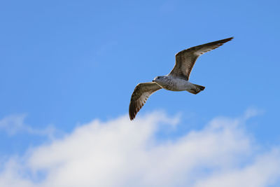 Low angle view of eagle flying in sky