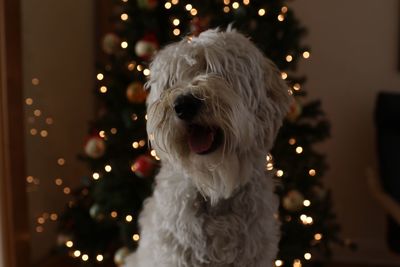 Close-up of dog on christmas tree