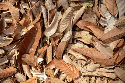 Full frame shot of dried leaves