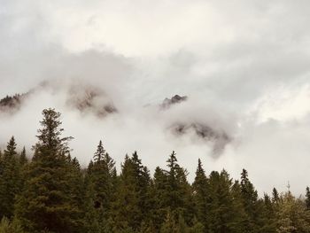 Low angle view of trees against sky