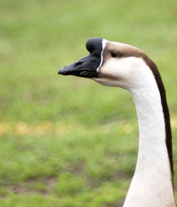 Close-up of swan