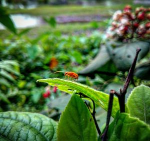 Close-up of insect on leaf