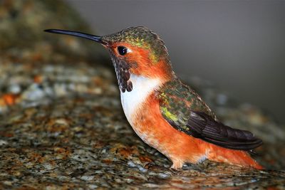 Close-up of a bird