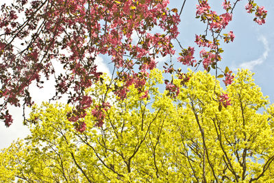 Low angle view of yellow flowers blooming on tree