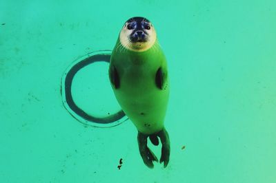 High angle view of seal swimming in water at aquarium