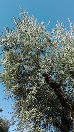 Low angle view of flowers against blue sky