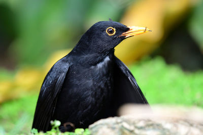 Close up of a common blackbird 