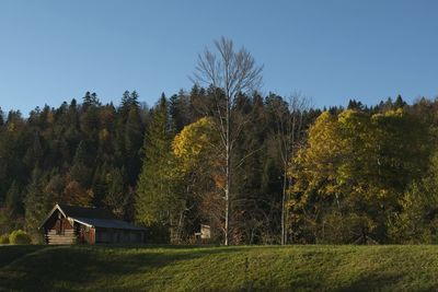 Scenic view of trees on field against clear sky