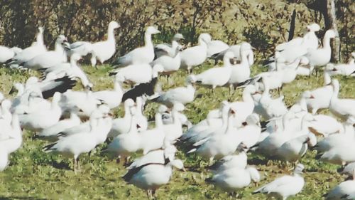 Close-up of white geese on field