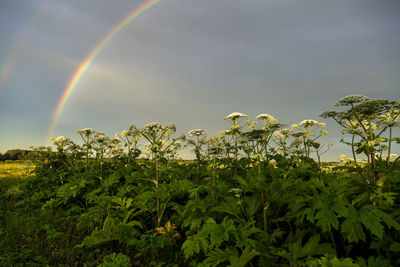 rainbow