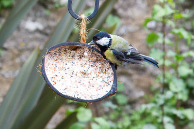 Great tit perching on feeder