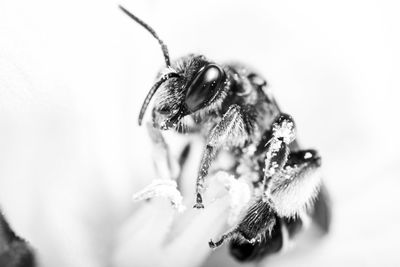 Close-up of bee pollinating on flower