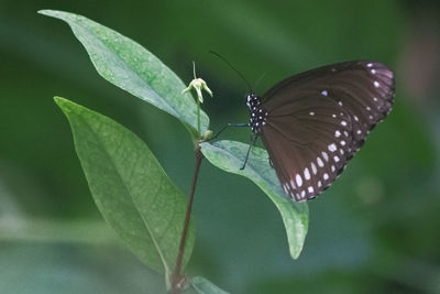 Close-up of butterfly on leaves