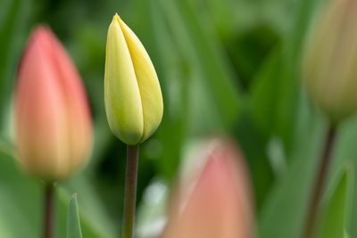Close-up of tulip buds