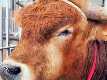 Close-up of cow