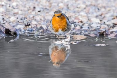 Close-up of bird perching on a lake