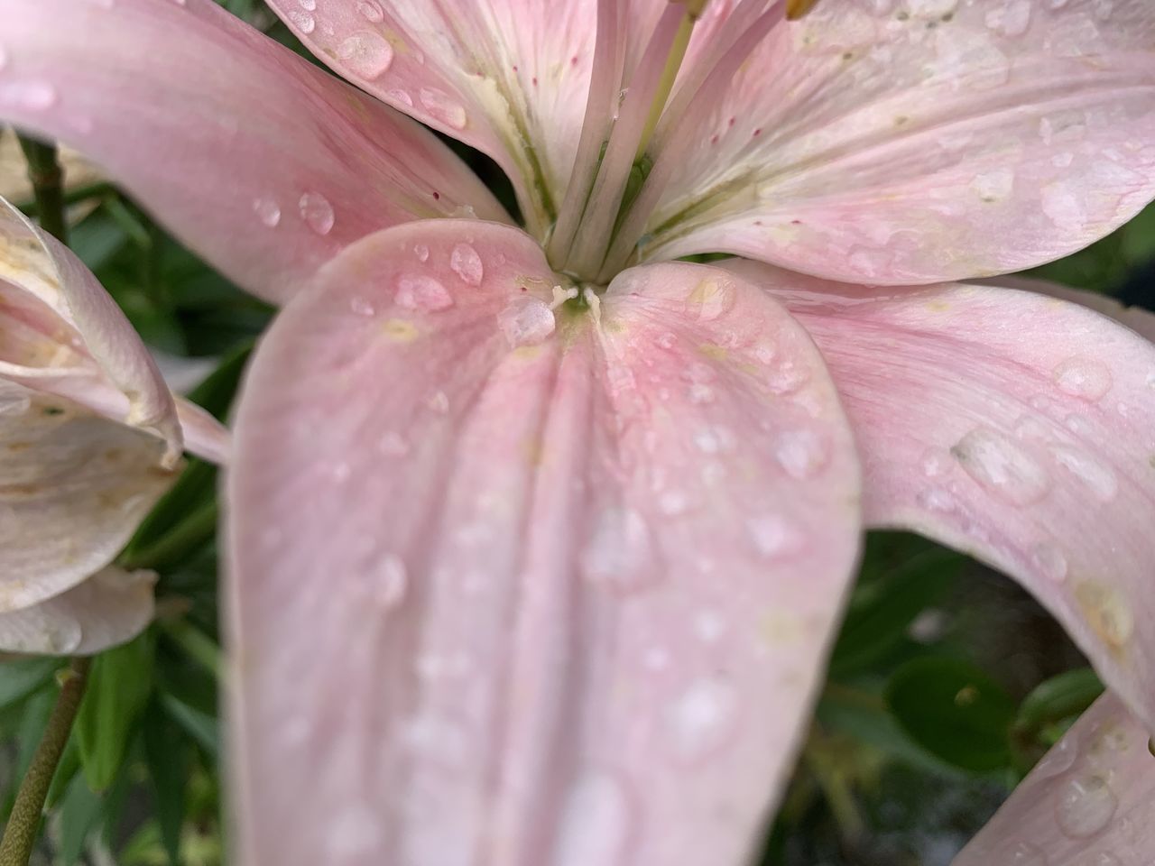 CLOSE-UP OF WATER DROPS ON PINK ROSE